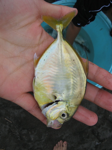 Atropus hedlandensis