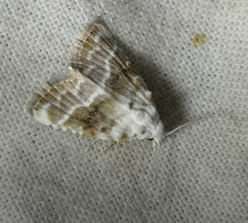 Kent Black Arches, 9166 Schiermonnikoog, Niederlande, photo 7 of 10