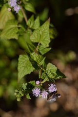 Tamaulipa azurea