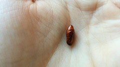 Lophocampa annulosa