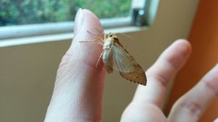 Lophocampa annulosa