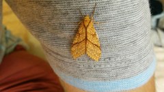 Lophocampa annulosa