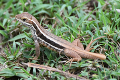 Leiocephalus stictigaster