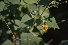 Abutilon trisulcatum