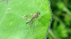 Chrysopilus asiliformis