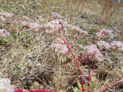 Calyptridium monospermum