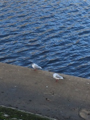 Chroicocephalus ridibundus