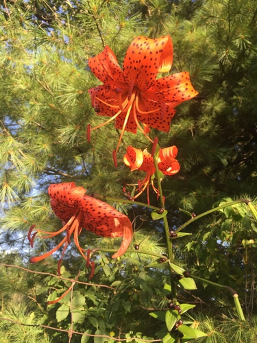 Lilium lancifolium iNat (1)