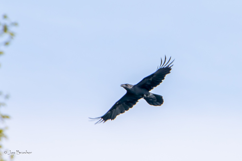 Common Raven photographed in Michigan