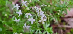 Galium productum image