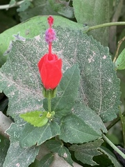 Malvaviscus arboreus drummondii