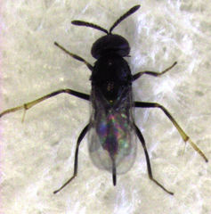 Coccidoctonus dubius