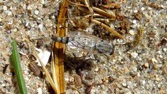 Acrosathe annulata