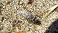 Acrosathe annulata