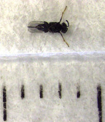 Coccidoctonus dubius