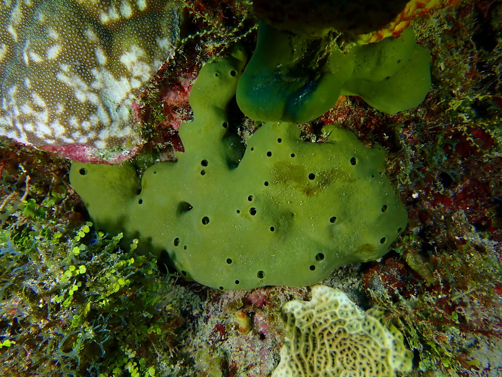 Viscous Sponge