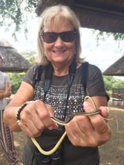 Psammophis subtaeniatus