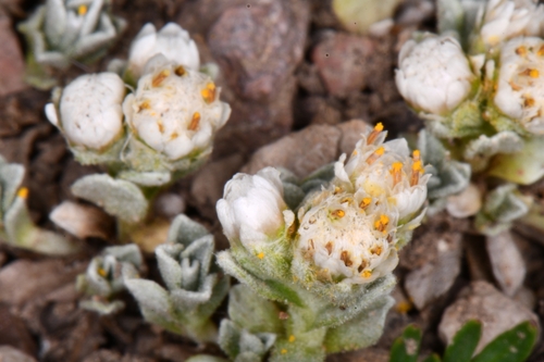 Kaibab Pussytoes (Antennaria rosulata)