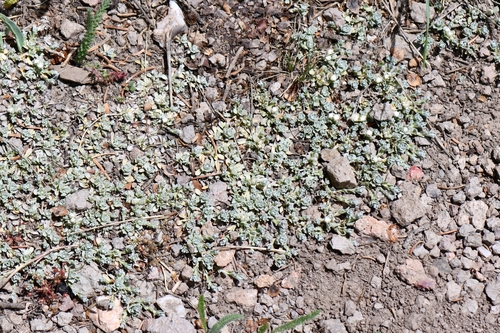 Image of Antennaria rosulata by (c) Darrin Gobble, some rights reserved (CC BY)