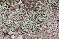 (c) Darrin Gobble, some rights reserved (CC BY) Antennaria rosulata, photograph (c) Darrin Gobble, some rights reserved (CC BY)
