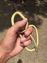 Psammophis subtaeniatus