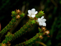 Euchaetis