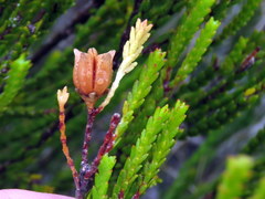 Euchaetis