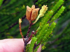 Euchaetis
