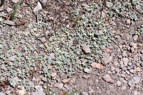 Antennaria rosulata, photograph 2