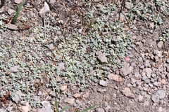 (c) Darrin Gobble, some rights reserved (CC BY) Antennaria rosulata, photograph (c) Darrin Gobble, some rights reserved (CC BY)