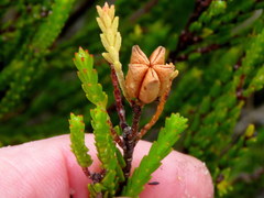 Euchaetis