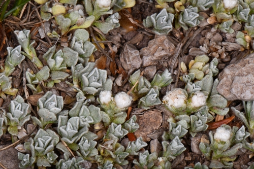 Image of Antennaria rosulata by (c) Darrin Gobble, some rights reserved (CC BY)