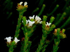 Euchaetis