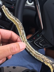 Psammophis subtaeniatus