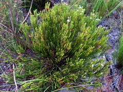 Euchaetis