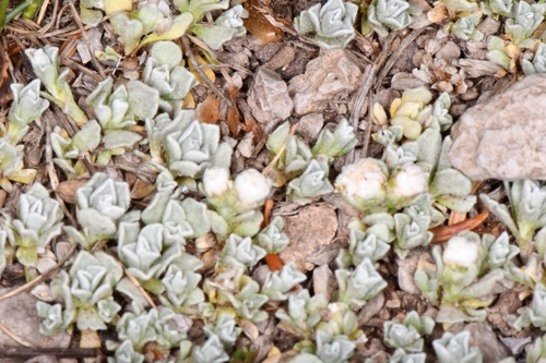 Antennaria rosulata, photograph 4