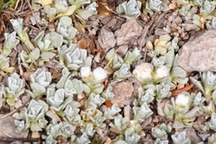 (c) Darrin Gobble, some rights reserved (CC BY) Antennaria rosulata, photograph (c) Darrin Gobble, some rights reserved (CC BY)