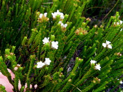 Euchaetis