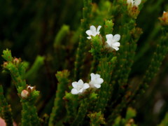 Euchaetis