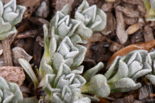 Image of Antennaria rosulata by (c) Darrin Gobble, some rights reserved (CC BY)