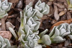 (c) Darrin Gobble, some rights reserved (CC BY) Antennaria rosulata, photograph (c) Darrin Gobble, some rights reserved (CC BY)