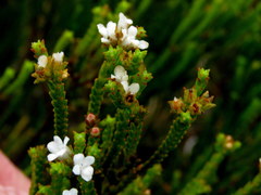 Euchaetis
