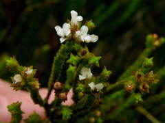 Euchaetis