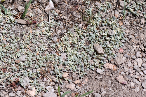 Image of Antennaria rosulata by (c) Darrin Gobble, some rights reserved (CC BY)