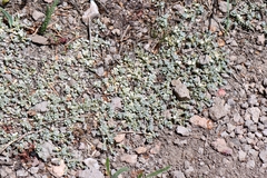 Antennaria rosulata, photograph (c) Darrin Gobble, some rights reserved (CC BY)