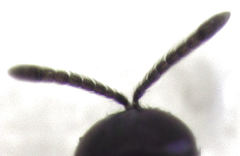 Coccidoctonus dubius