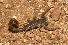 Uroplectes flavoviridis