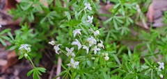 Galium productum image