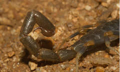 Uroplectes flavoviridis