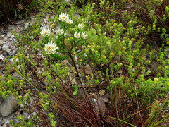 Euchaetis longibracteata